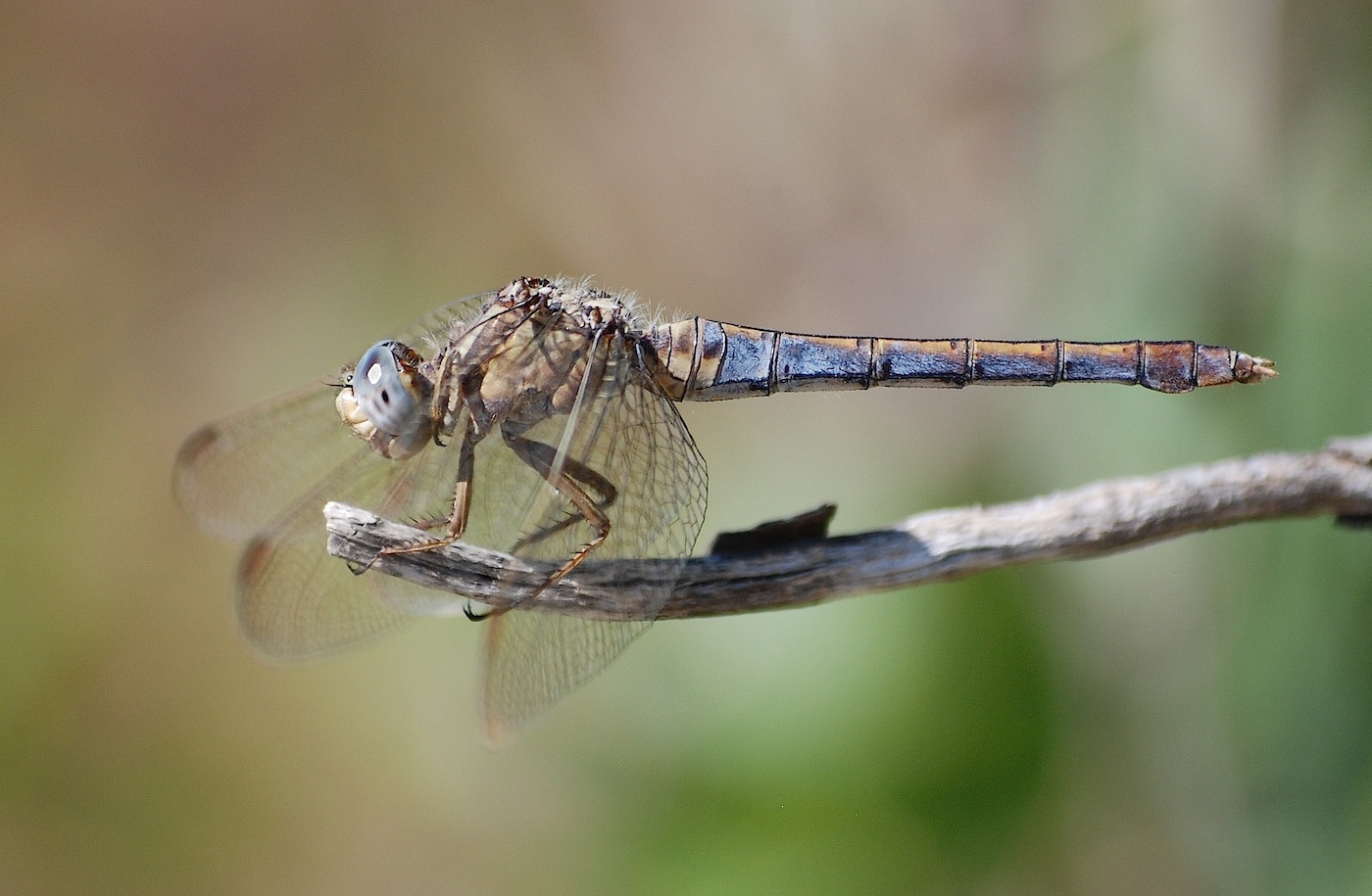 ID libellula 28: Orthetrum coerulescens anceps